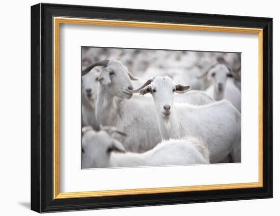 Goats in Andalucia, Spain, Europe-John Alexander-Framed Photographic Print