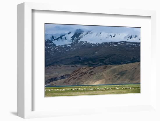 Goats in the Remote Himalayan Region of Ladakh Near Tso Moriri, Ladakh, India, Asia-Alex Treadway-Framed Photographic Print