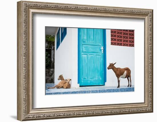 Goats, Indonesia, Southeast Asia-John Alexander-Framed Photographic Print