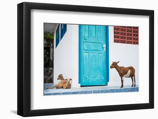 Goats, Indonesia, Southeast Asia-John Alexander-Framed Photographic Print