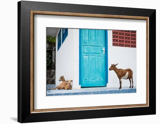 Goats, Indonesia, Southeast Asia-John Alexander-Framed Photographic Print