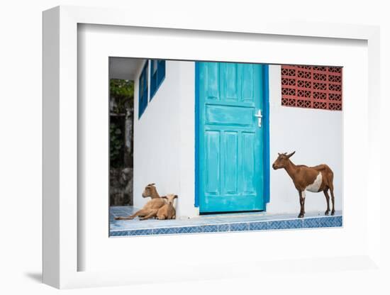 Goats, Indonesia, Southeast Asia-John Alexander-Framed Photographic Print