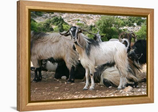 Goats, Kefalonia, Greece-Peter Thompson-Framed Premier Image Canvas