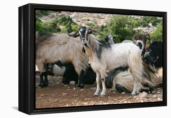 Goats, Kefalonia, Greece-Peter Thompson-Framed Premier Image Canvas