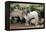 Goats, Kefalonia, Greece-Peter Thompson-Framed Premier Image Canvas