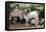 Goats, Kefalonia, Greece-Peter Thompson-Framed Premier Image Canvas