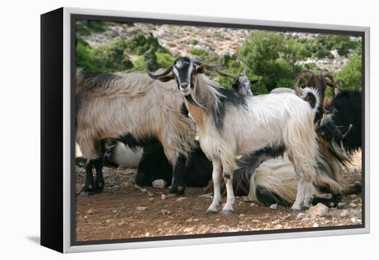 Goats, Kefalonia, Greece-Peter Thompson-Framed Premier Image Canvas