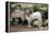 Goats, Kefalonia, Greece-Peter Thompson-Framed Premier Image Canvas