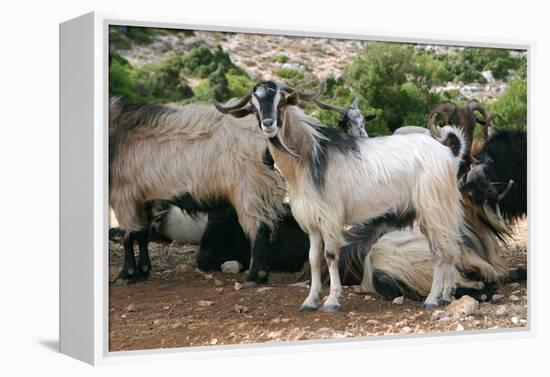 Goats, Kefalonia, Greece-Peter Thompson-Framed Premier Image Canvas