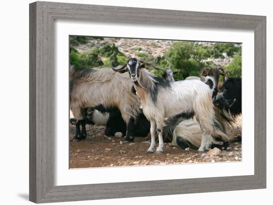 Goats, Kefalonia, Greece-Peter Thompson-Framed Photographic Print