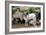 Goats, Kefalonia, Greece-Peter Thompson-Framed Photographic Print