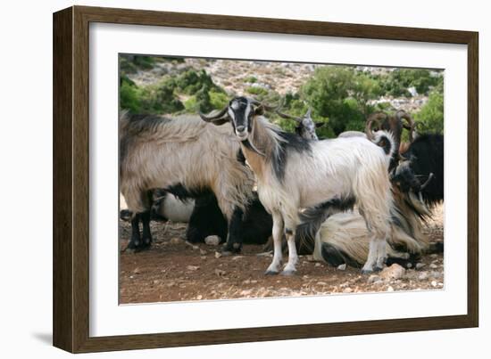 Goats, Kefalonia, Greece-Peter Thompson-Framed Photographic Print