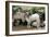 Goats, Kefalonia, Greece-Peter Thompson-Framed Photographic Print