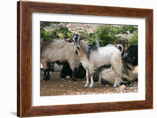 Goats, Kefalonia, Greece-Peter Thompson-Framed Photographic Print
