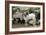 Goats, Kefalonia, Greece-Peter Thompson-Framed Photographic Print