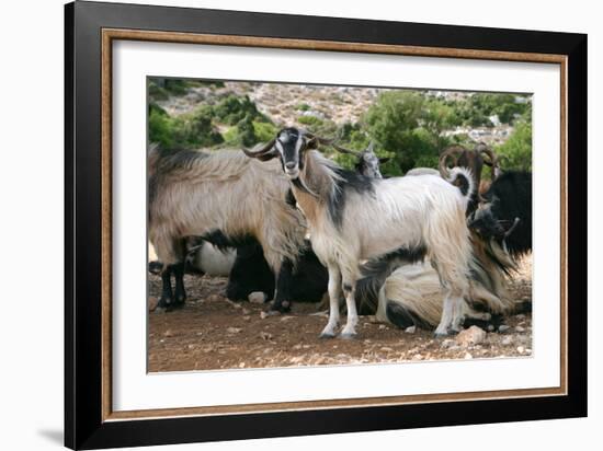 Goats, Kefalonia, Greece-Peter Thompson-Framed Photographic Print