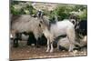 Goats, Kefalonia, Greece-Peter Thompson-Mounted Photographic Print