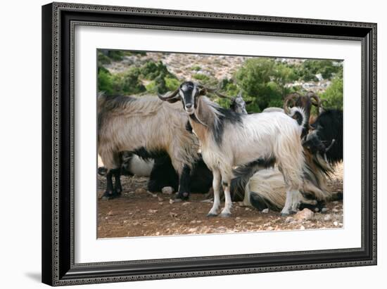 Goats, Kefalonia, Greece-Peter Thompson-Framed Photographic Print