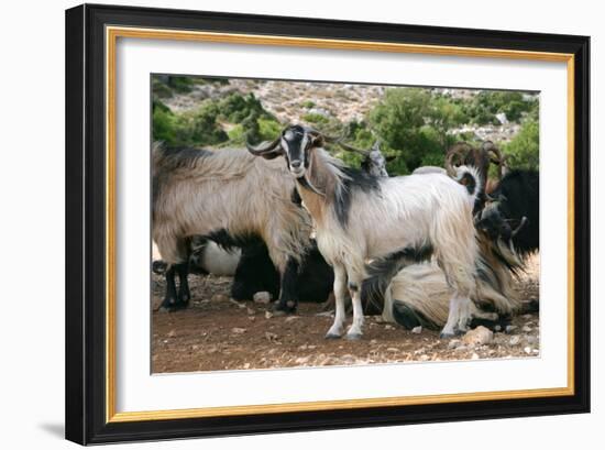 Goats, Kefalonia, Greece-Peter Thompson-Framed Photographic Print