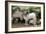 Goats, Kefalonia, Greece-Peter Thompson-Framed Photographic Print