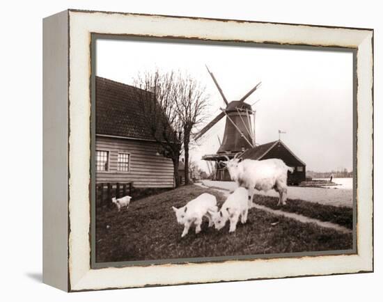 Goats, Laandam, Netherlands, 1898-James Batkin-Framed Premier Image Canvas