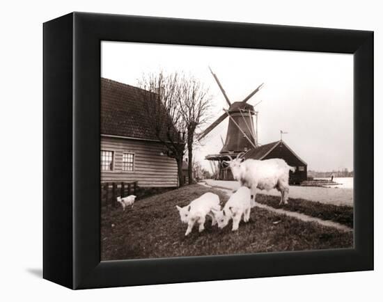 Goats, Laandam, Netherlands, 1898-James Batkin-Framed Premier Image Canvas