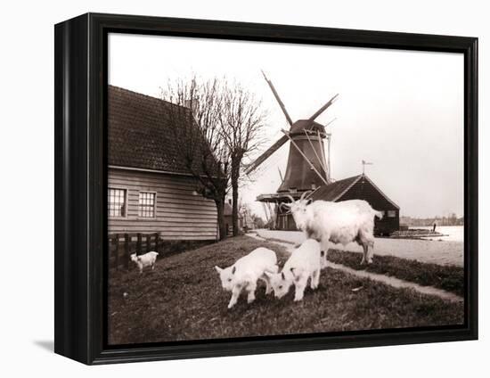 Goats, Laandam, Netherlands, 1898-James Batkin-Framed Premier Image Canvas