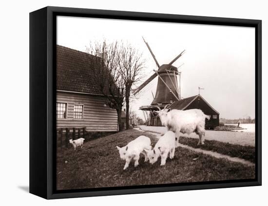 Goats, Laandam, Netherlands, 1898-James Batkin-Framed Premier Image Canvas