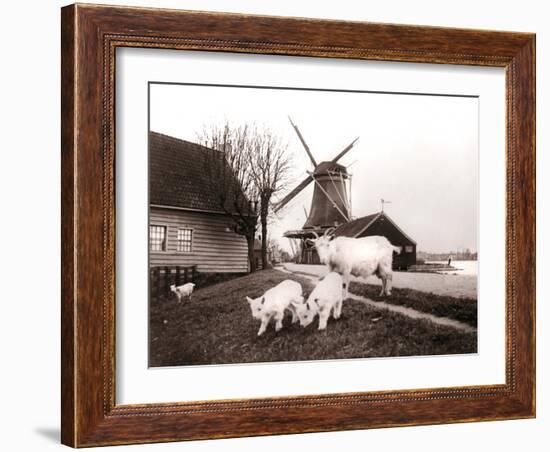 Goats, Laandam, Netherlands, 1898-James Batkin-Framed Photographic Print