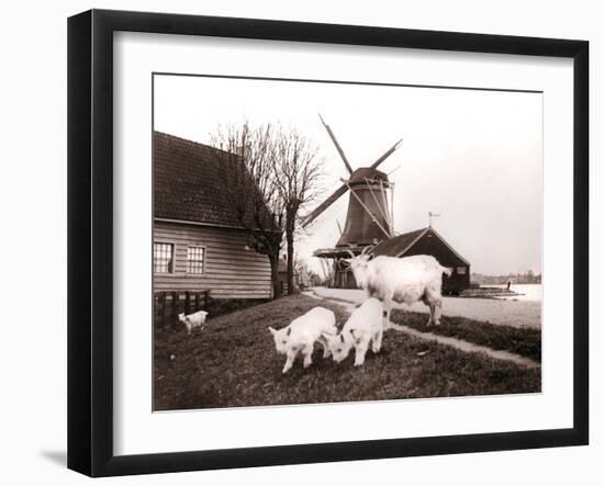 Goats, Laandam, Netherlands, 1898-James Batkin-Framed Photographic Print