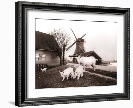 Goats, Laandam, Netherlands, 1898-James Batkin-Framed Photographic Print