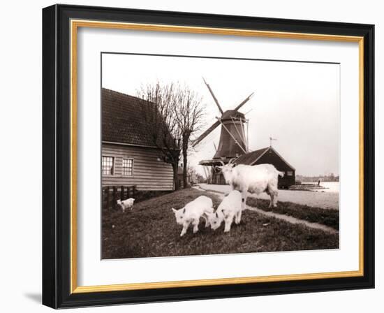 Goats, Laandam, Netherlands, 1898-James Batkin-Framed Photographic Print