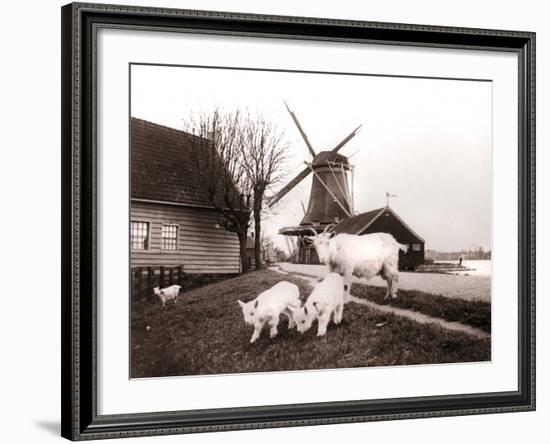 Goats, Laandam, Netherlands, 1898-James Batkin-Framed Photographic Print