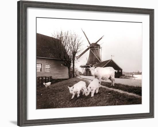 Goats, Laandam, Netherlands, 1898-James Batkin-Framed Photographic Print