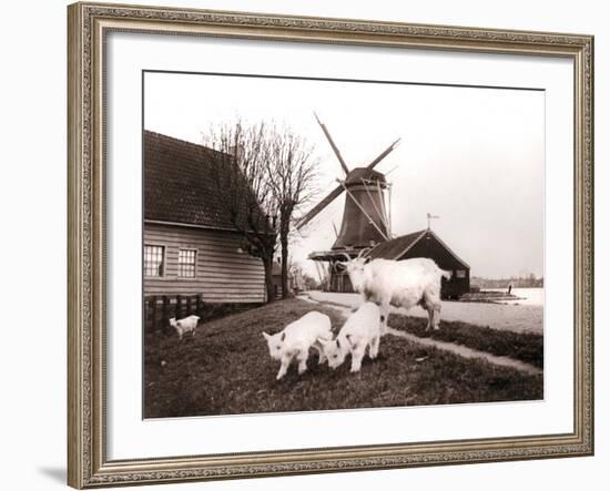 Goats, Laandam, Netherlands, 1898-James Batkin-Framed Photographic Print