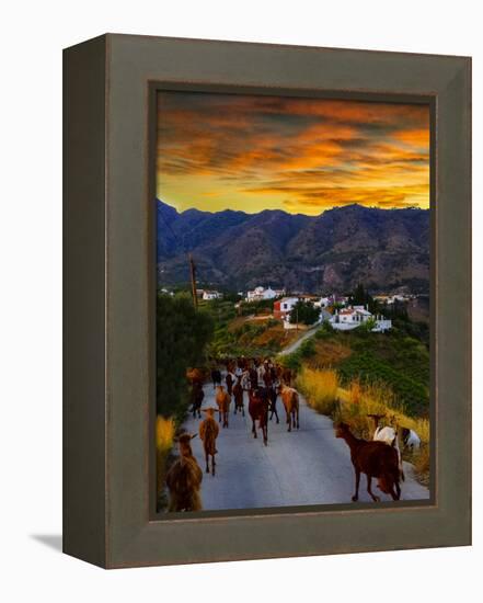 Goats on the Frigiliana Campo, Malaga Province, Andalucia, Spain-Panoramic Images-Framed Premier Image Canvas