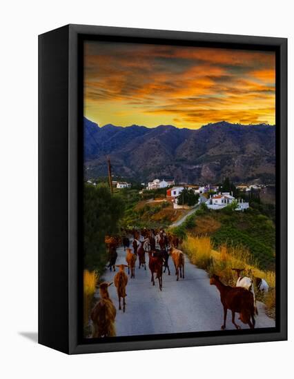 Goats on the Frigiliana Campo, Malaga Province, Andalucia, Spain-Panoramic Images-Framed Premier Image Canvas