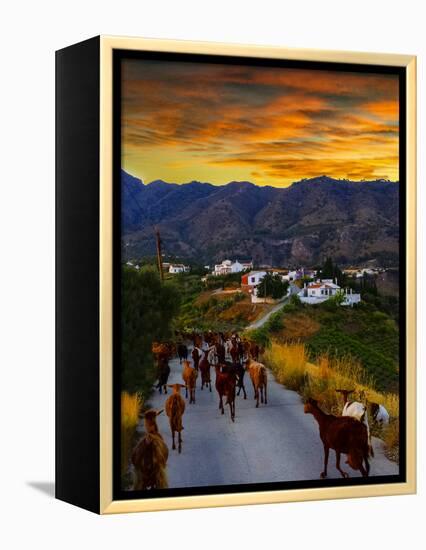 Goats on the Frigiliana Campo, Malaga Province, Andalucia, Spain-Panoramic Images-Framed Premier Image Canvas