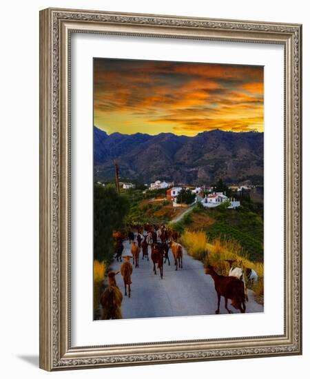 Goats on the Frigiliana Campo, Malaga Province, Andalucia, Spain-Panoramic Images-Framed Photographic Print