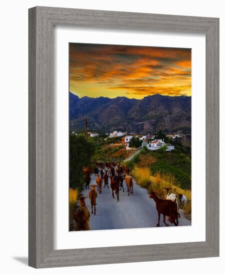 Goats on the Frigiliana Campo, Malaga Province, Andalucia, Spain-Panoramic Images-Framed Photographic Print