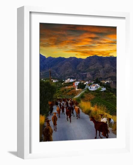 Goats on the Frigiliana Campo, Malaga Province, Andalucia, Spain-Panoramic Images-Framed Photographic Print