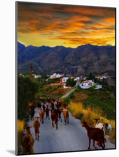 Goats on the Frigiliana Campo, Malaga Province, Andalucia, Spain-Panoramic Images-Mounted Photographic Print