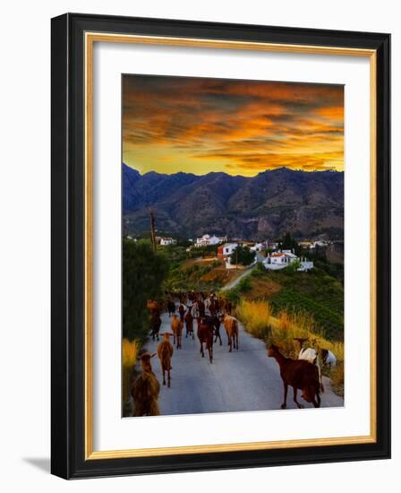 Goats on the Frigiliana Campo, Malaga Province, Andalucia, Spain-Panoramic Images-Framed Photographic Print