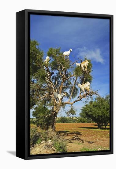 Goats on Tree, Morocco, North Africa, Africa-Jochen Schlenker-Framed Premier Image Canvas
