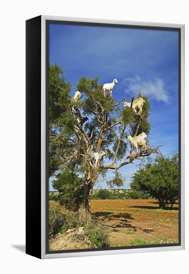 Goats on Tree, Morocco, North Africa, Africa-Jochen Schlenker-Framed Premier Image Canvas