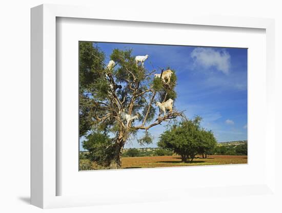 Goats on Tree, Morocco, North Africa, Africa-Jochen Schlenker-Framed Photographic Print