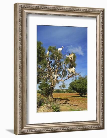 Goats on Tree, Morocco, North Africa, Africa-Jochen Schlenker-Framed Photographic Print