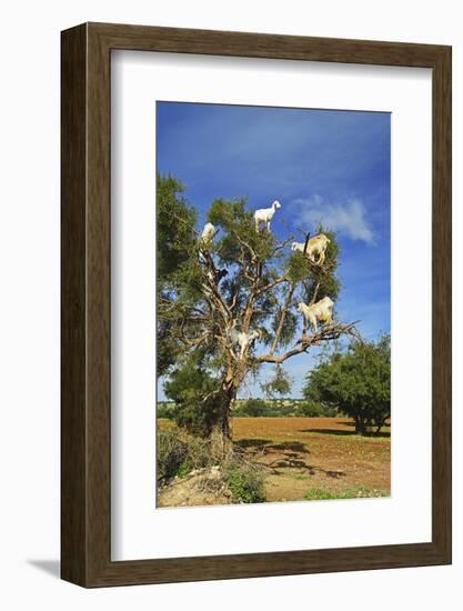 Goats on Tree, Morocco, North Africa, Africa-Jochen Schlenker-Framed Photographic Print