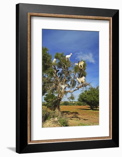 Goats on Tree, Morocco, North Africa, Africa-Jochen Schlenker-Framed Photographic Print