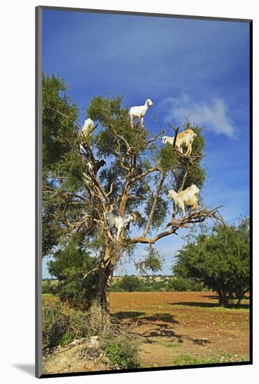 Goats on Tree, Morocco, North Africa, Africa-Jochen Schlenker-Mounted Photographic Print